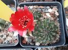 Lobivia sp