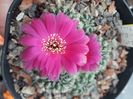 Sulcorebutia pasopayana