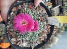 Sulcorebutia pasopayana