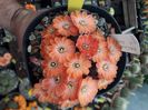 Mediolobivia sp