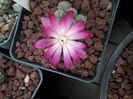 Sulcorebutia mizquensis