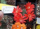Rebutia marsonerii