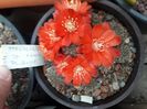Mediolobivia sp