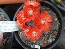 Mediolobivia sp