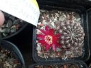Sulcorebutia horacekii