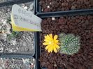 Rebutia zweibrueckii