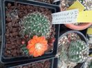 Mediolobivia pectinata v atrovirens