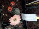 Rebutia pygmaea v crucensis KK 968