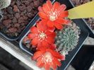 Rebutia sp