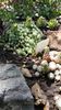 Sempervivum mix