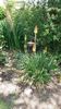 Kniphofia uvaria
