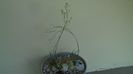 Ornithogalum sardienii