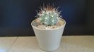 Melocactus azureus