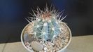 Melocactus azureus