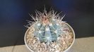 Melocactus azureus