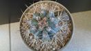 Melocactus azureus