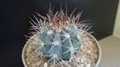 Melocactus azureus