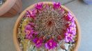 Mammillaria matudae