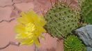 Opuntia phaeacantha