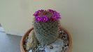 Mammillaria matudae