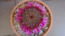 Mammillaria matudae