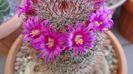 Mammillaria matudae