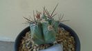 Echinocactus platyacanthus