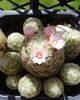 Mammillaria giselae