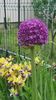 Allium giganteum