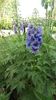 Delphinium(nemtisor) "high society"