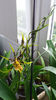 banfieldara "mystic maze"