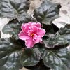 Singura floricica la violete