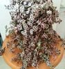 Crassula Marginalis