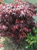 Acer palmatum-artar japonez