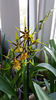 banfieldara "mystic maze"