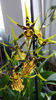 banfieldara "mystic maze"