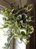 Epipremnum aureum 'N'Joy'