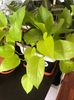 Epipremnum pinnatum neon