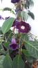 IMG-20200609-WA0006