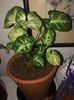 Syngonium White Butterfly