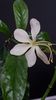 Clerodendron prospero