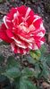 IMG-20200610-WA0002