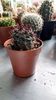 P. andreanus LF016