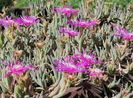 Delosperma cooperi