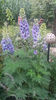 Delphinium(nemtisor) "high society"