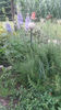 Delphinium(nemtisor) "high society"