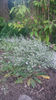 limonium tataricum(saraturica)