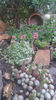 sempervivum mix