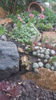 sempervivum mix