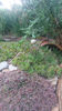 sempervivum mix